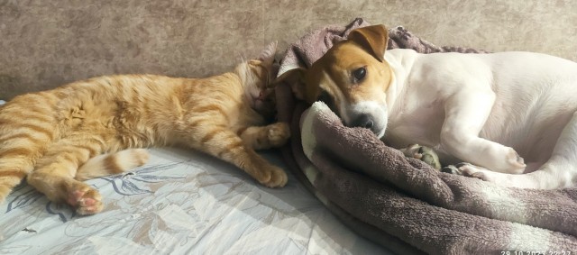 Год назад мы стали рабами (котовторник)