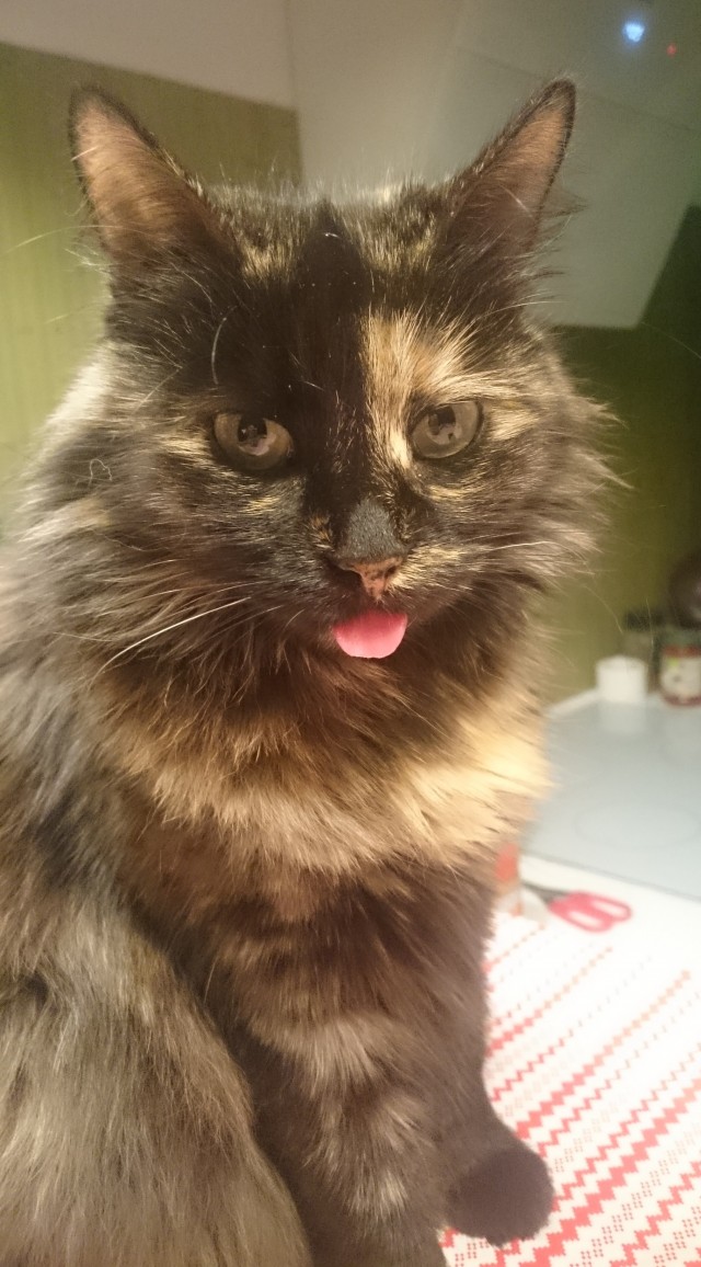 Котовторник. Мой котан