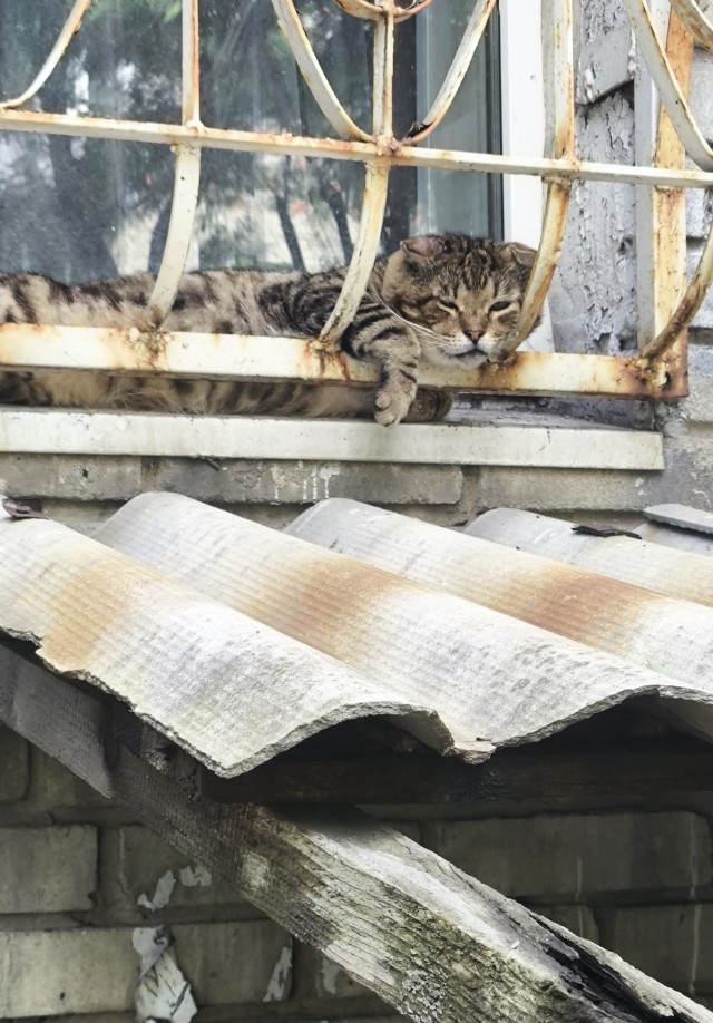С Котовторником!
