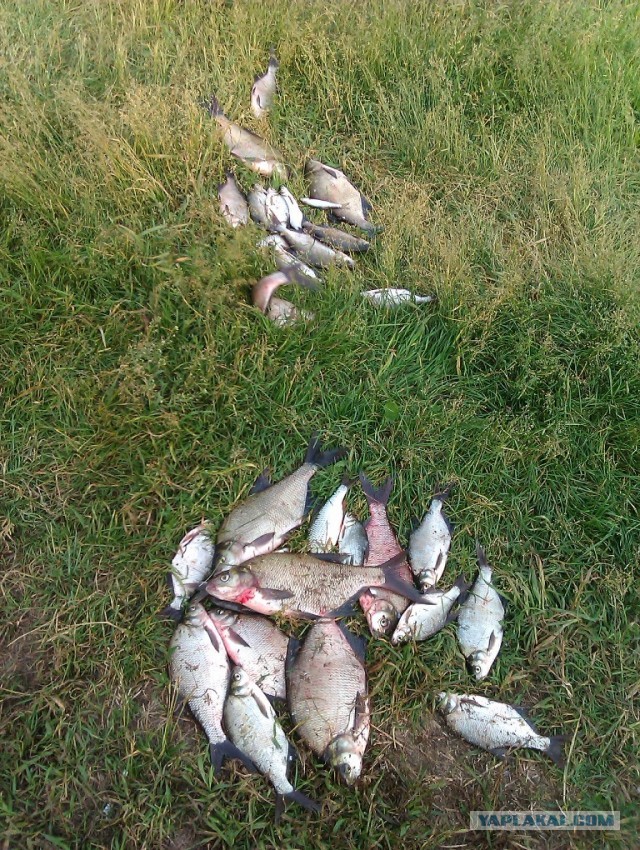 Рыбалка в ближайшем подмосковье