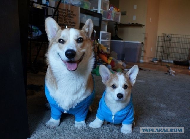 Как таких оставить одних дома?