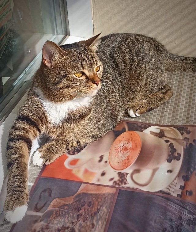 Это что, котовторник?