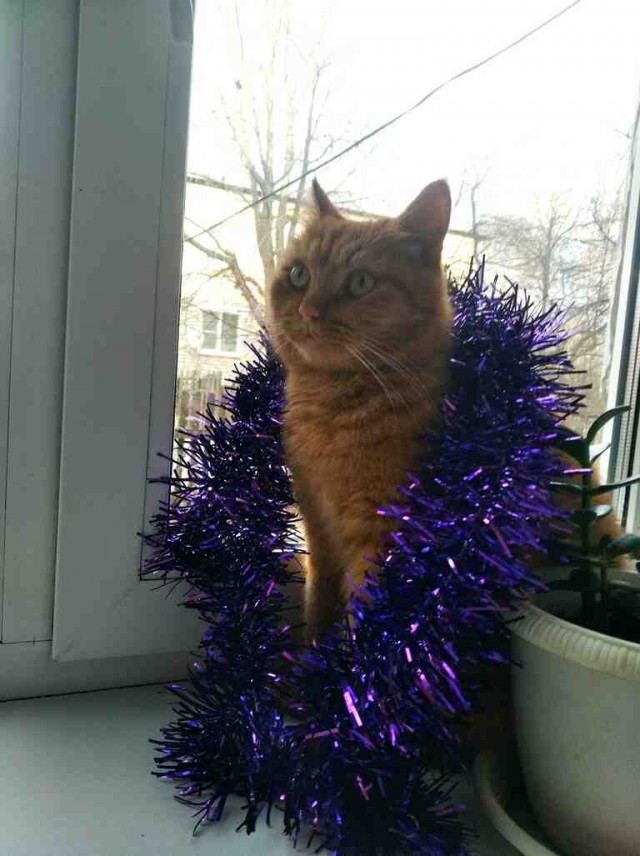 Котовторник
