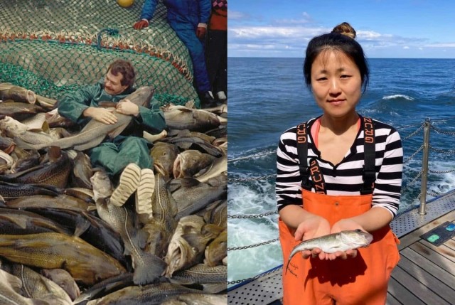 Кто сделал треску меньше?