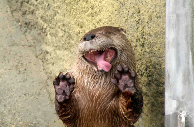 Заряд позитива: взгляните на 25 самых забавных снимков