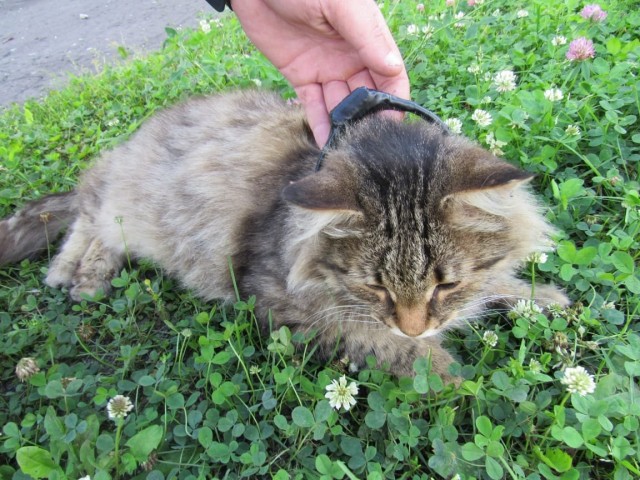 Пушистого наркокурьера повязали в Нижегородской области. Кот нес марихуану в тюрьму