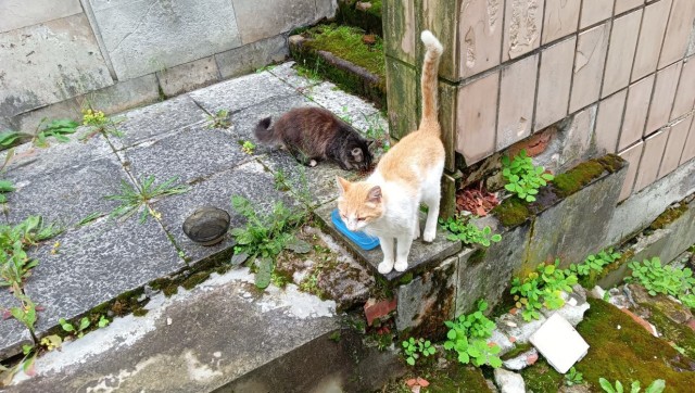 Литболталка