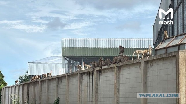 Бунд! На этот раз - настоящий!