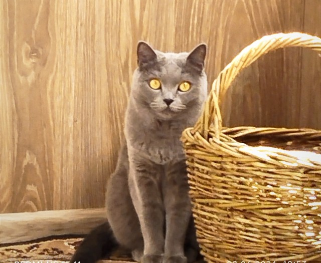 Котовторник. Где коты? Мой вот!