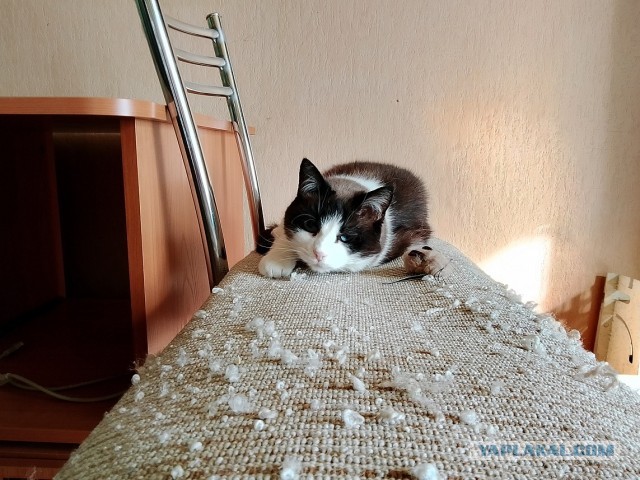 К котовторнику