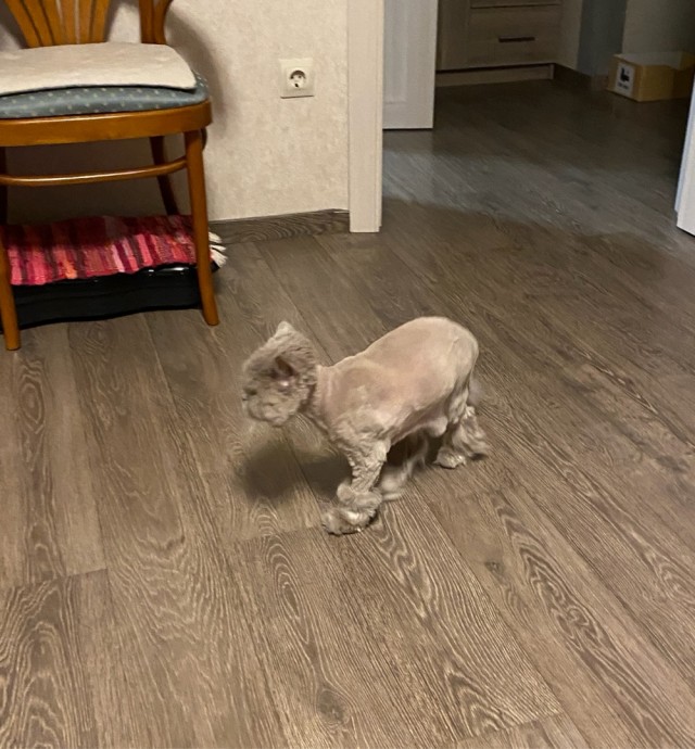 В защиту кошек породы Сфинкс канадский...