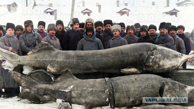 Были ли черная икра и крабы повседневной едой?