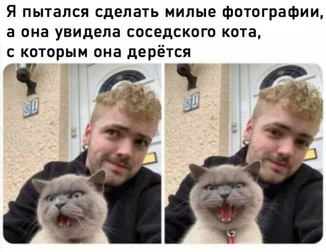 К котовторнику: подборка картинок-баянов с котиками и про котиков. Выпуск 42.