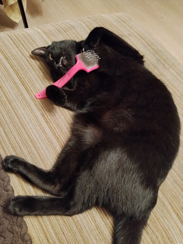 Дворовые коты