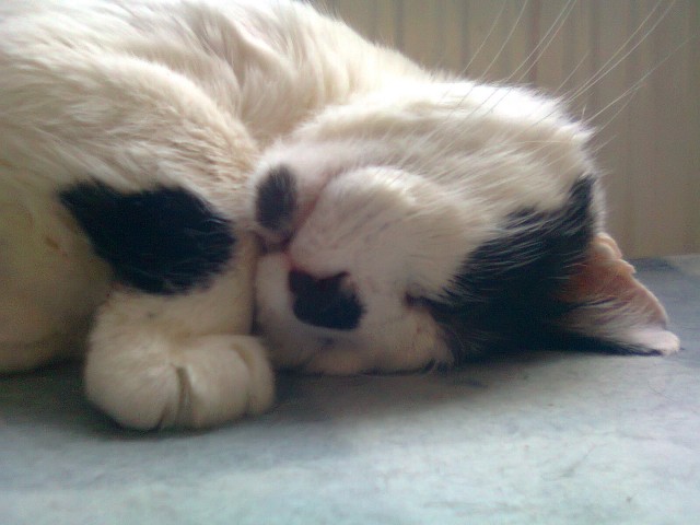 Котейка, который не знает как лежат котейки