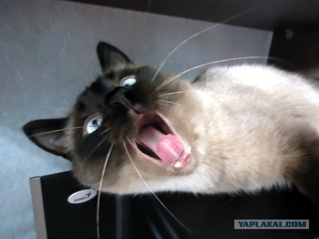 Котовторник  28.01.14