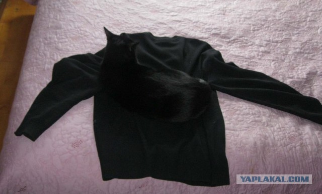 Котовторник 25.02.2014