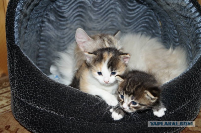 Котовторник 6.05.2014