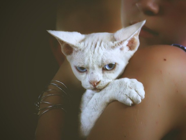 Котовторник  08.07.2014