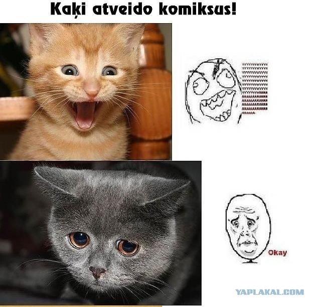 Котики vs Рожи