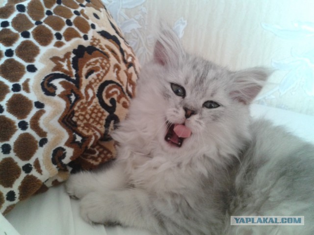 Котовторник 09.09.2014