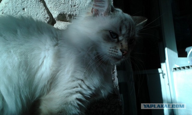 Котовторник 16.09.14
