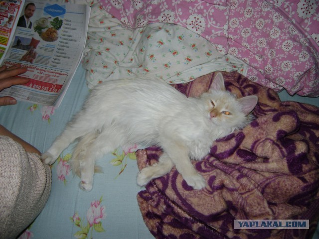 Пришел к нам чужой кот