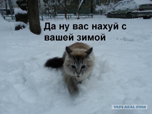 Забавные картинки с котами из сети