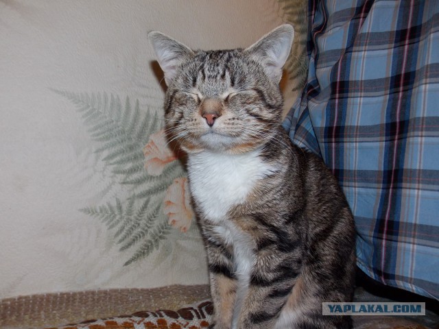 Котовторник