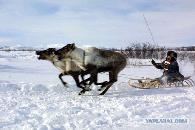 Так вот ты какой, северный олень!