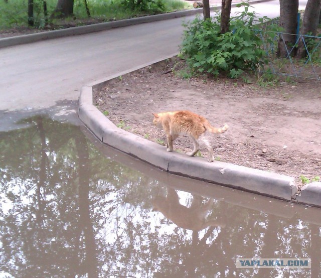 Дикий Кот
