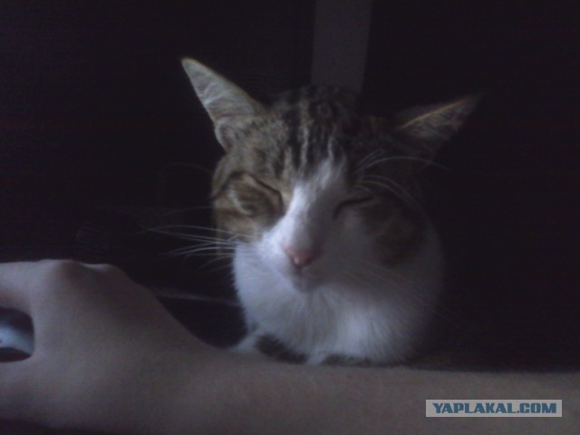 Котовторник 28.07.2015