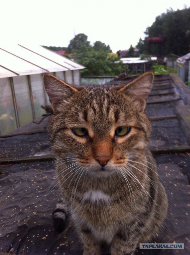 Котовторник 25.08.2015