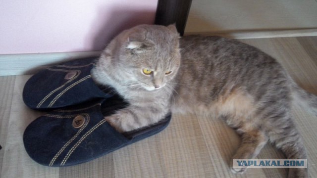 Котовторник 29-09-2015,