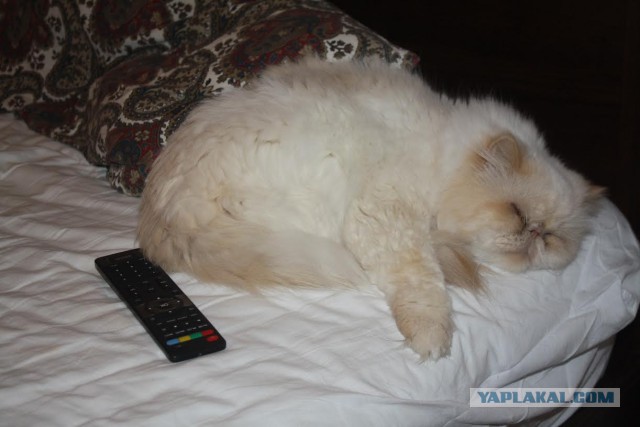 Котооо-о-о-вторник