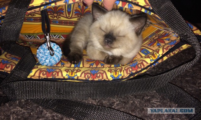 Котовторник 15.03