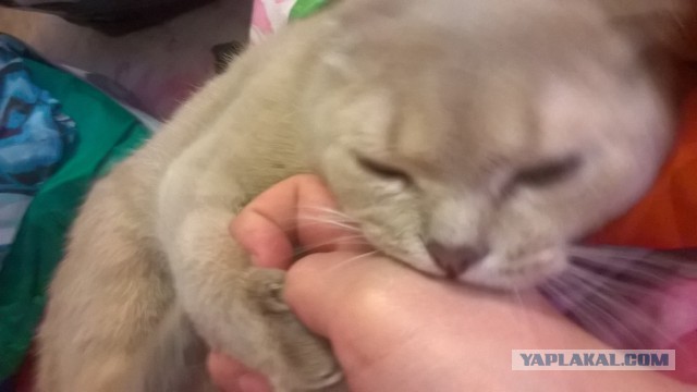 Кот-падоног. Есть у вас такой?