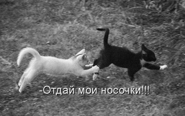 Забавные картинки из Сети