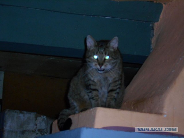 Жизнь домашнего приюта для котеек 107