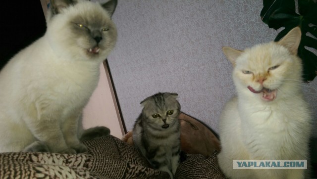 Котовторник  10.05.2016