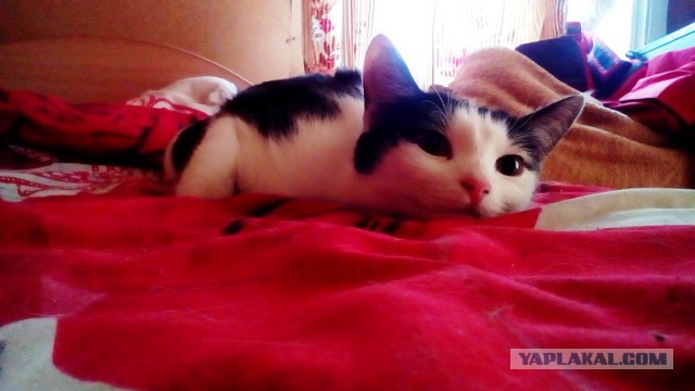 Ваши фотки котов на телефон
