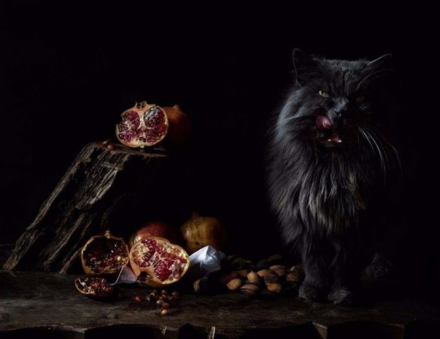 Коты из сети