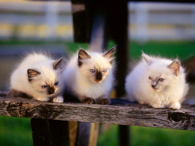 Коты из сети