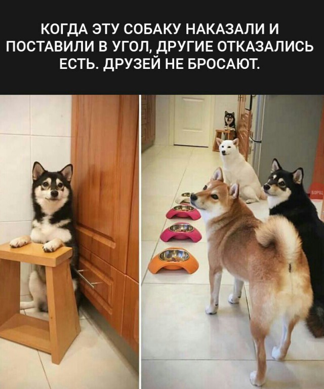 Самые смешные животные