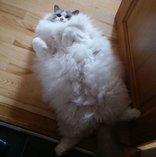 Коты из сети