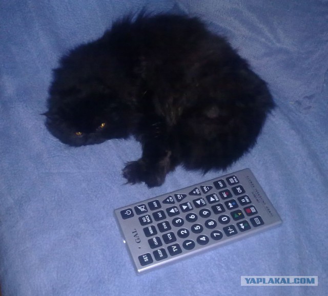 Котовторник 28.02.2017