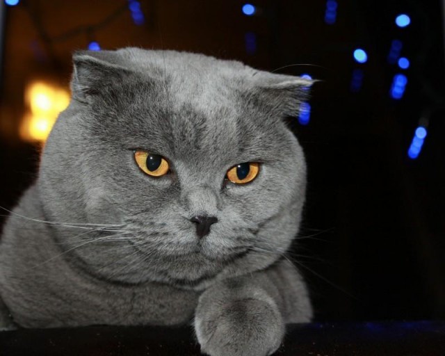 Коты и Кошки