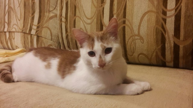 Котовторник 14.03.2017