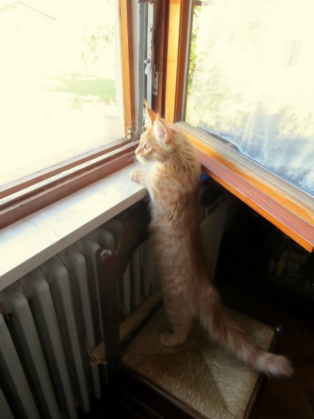 Коты и Кошки
