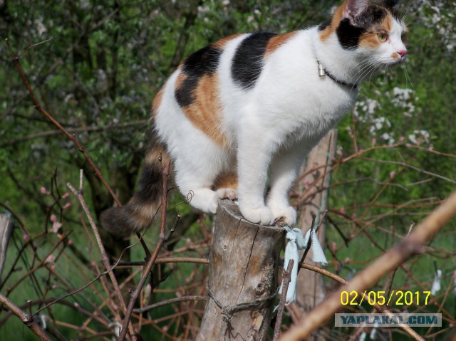 Котовторник 2.05.2017